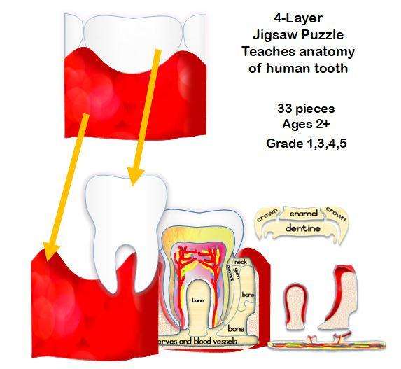Little Genius puzzle Inside my Tooth