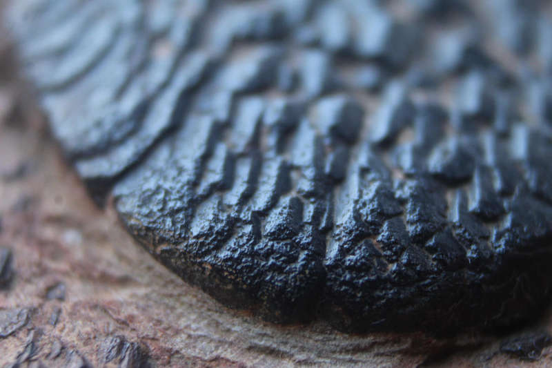 Ancient Fossil