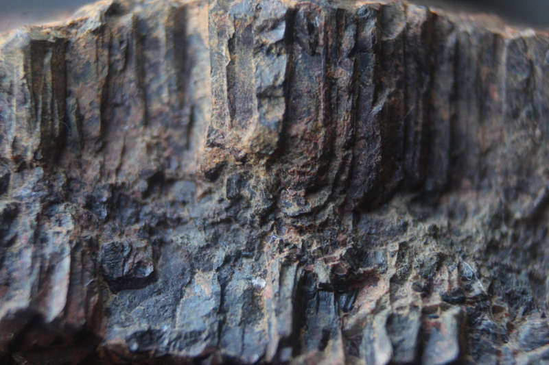 Ancient Fossil