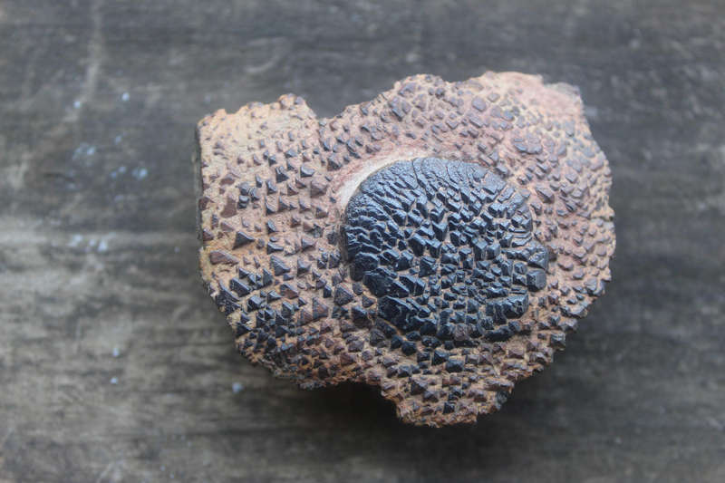 Ancient Fossil