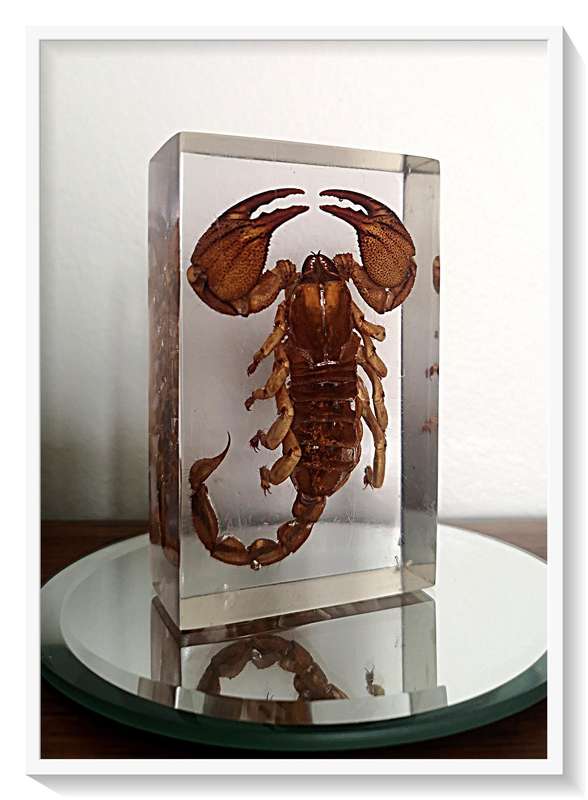 A Pristine Example of an Authentic Large Nipper Scorpion - 100mm in Clear Resin Block - Insect / Bug