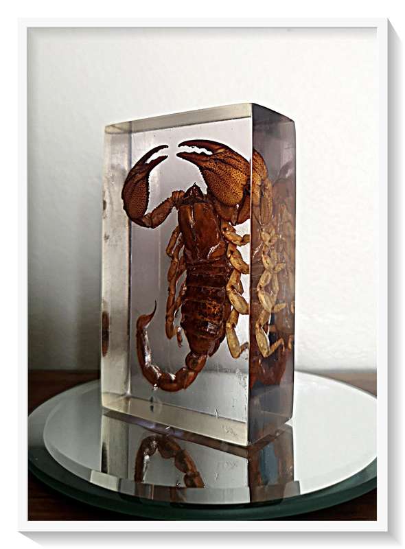 A Pristine Example of an Authentic Large Nipper Scorpion - 100mm in Clear Resin Block - Insect / Bug