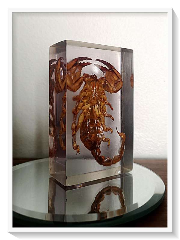 A Pristine Example of an Authentic Large Nipper Scorpion - 100mm in Clear Resin Block - Insect / Bug