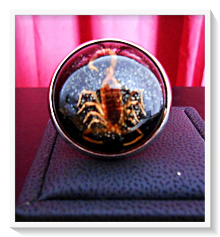 An Extraordinary Chunky Domed Scorpion Ring (Adjustable) in Clear Resin for Him/Her *R35 Shipping*