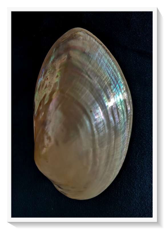 Immaculate Large Complete Mother-of-Pearl (MOP) Clam with Silver Irridescent Colours - 50mm by 120mm