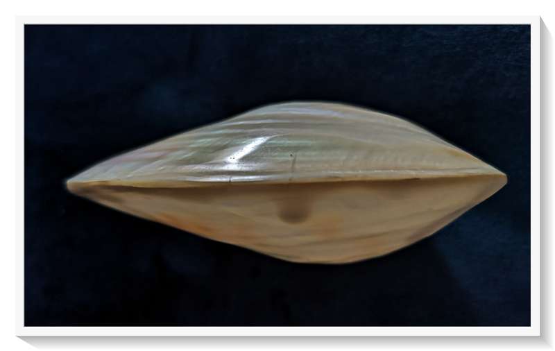 Immaculate Large Complete Mother-of-Pearl (MOP) Clam with Silver Irridescent Colours - 50mm by 120mm