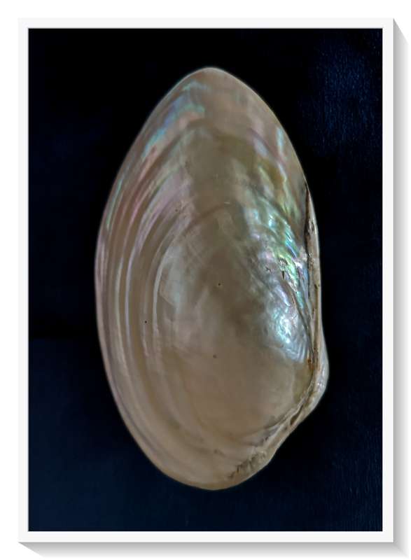 Immaculate Large Complete Mother-of-Pearl (MOP) Clam with Silver Irridescent Colours - 50mm by 120mm