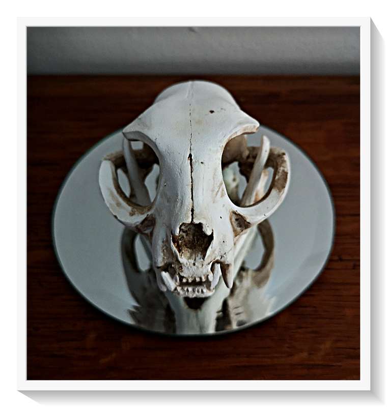 Natural Skull of a Cat Cast in Solid Resin - Beautifully Realistic Replica Roughly 10cm by 8cm - NEW
