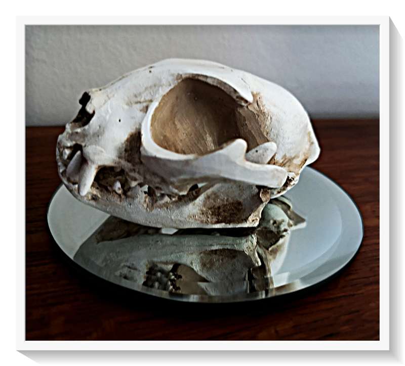 Natural Skull of a Cat Cast in Solid Resin - Beautifully Realistic Replica Roughly 10cm by 8cm - NEW