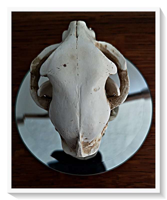 Natural Skull of a Cat Cast in Solid Resin - Beautifully Realistic Replica Roughly 10cm by 8cm - NEW