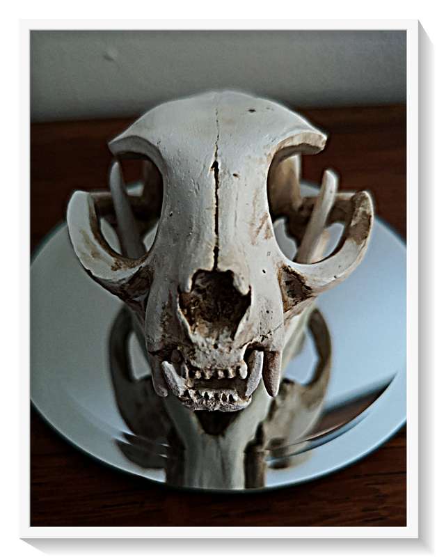 Natural Skull of a Cat Cast in Solid Resin - Beautifully Realistic Replica Roughly 10cm by 8cm - NEW