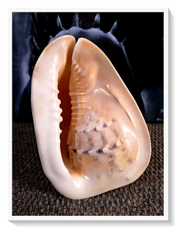 Large Seashell Cassis Cornuta Queen Horned Helmet Natural Shell - No Chips or Fractures