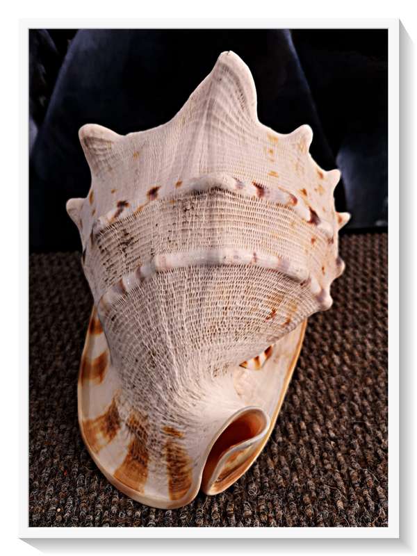Large Seashell Cassis Cornuta Queen Horned Helmet Natural Shell - No Chips or Fractures