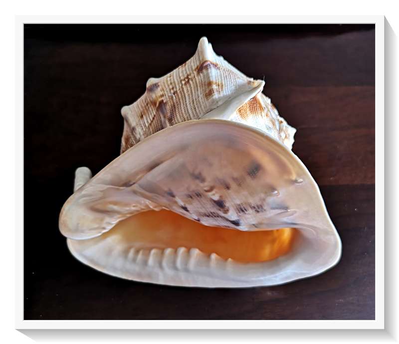 Large Seashell Cassis Cornuta Queen Horned Helmet Natural Shell - No Chips or Fractures