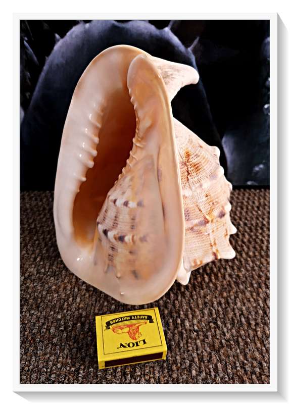 Large Seashell Cassis Cornuta Queen Horned Helmet Natural Shell - No Chips or Fractures