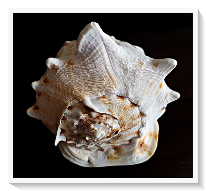 Large Seashell Cassis Cornuta Queen Horned Helmet Natural Shell - No Chips or Fractures