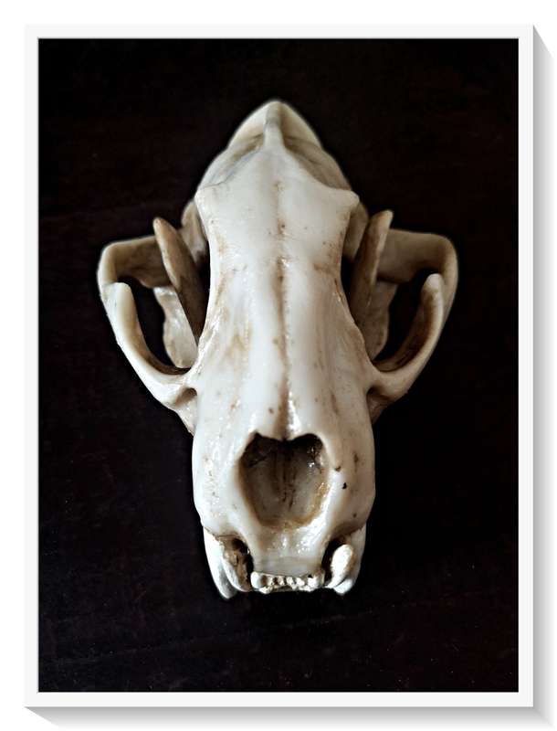 Wolf Skull - Cast in Solid Resin - Natural and Realistic Replica that is Hand-Painted and Textured*