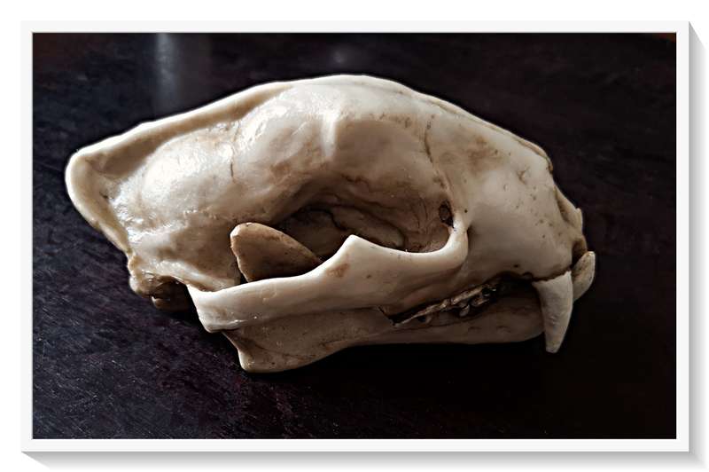 Wolf Skull - Cast in Solid Resin - Natural and Realistic Replica that is Hand-Painted and Textured*
