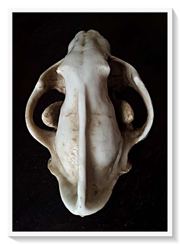 Wolf Skull - Cast in Solid Resin - Natural and Realistic Replica that is Hand-Painted and Textured*