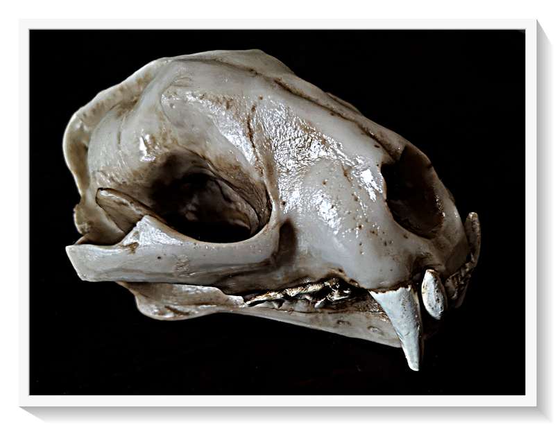 Wolf Skull - Cast in Solid Resin - Natural and Realistic Replica that is Hand-Painted and Textured*