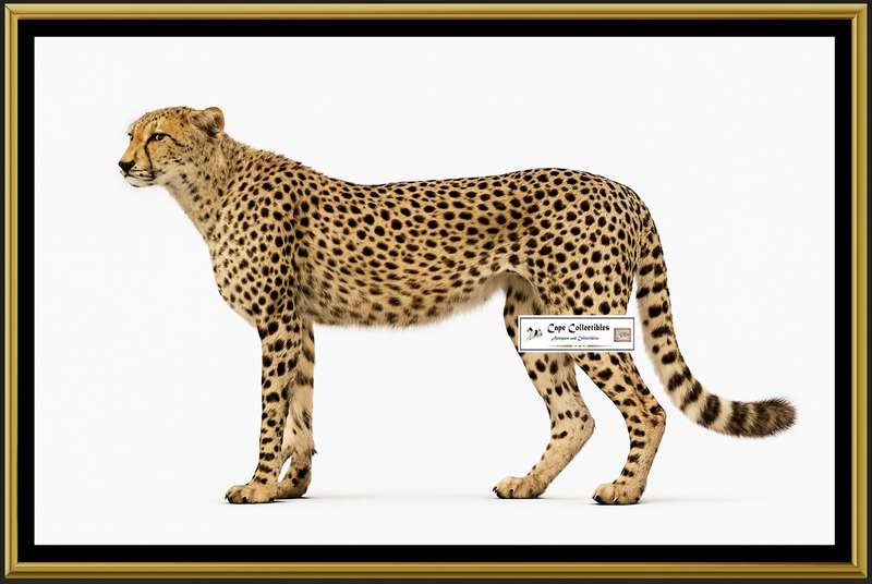 Cheetah Side View Digital Download Image For Printing and Framing