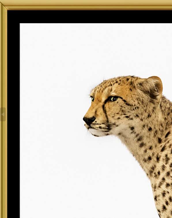 Cheetah Side View Digital Download Image For Printing and Framing