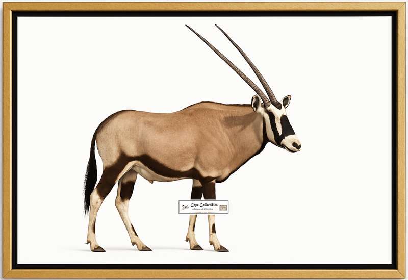 Gemsbok Side View Digital Download Image For Printing and Framing