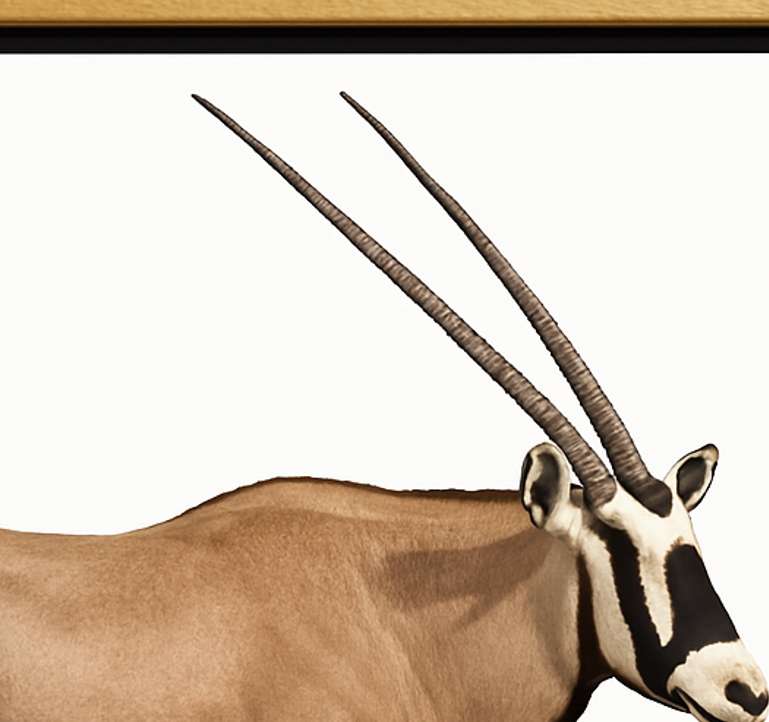 Gemsbok Side View Digital Download Image For Printing and Framing