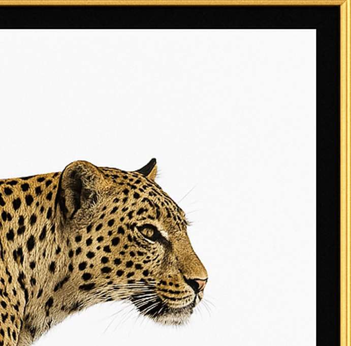 Leopard Side View Digital Download Image For Printing and Framing