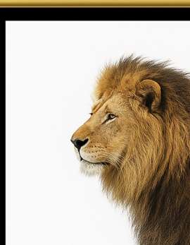 Lion Side View Digital Download Image For Printing and Framing