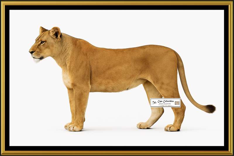 Lioness Side View Digital Download Image For Printing and Framing