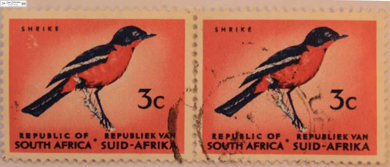 South Africa Pair 3 Cents 1967 Crimson Breasted Shrike Stamp (Scott 331)