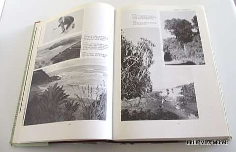 Trees of Southern Africa Eve Palmer and Noah Pitman