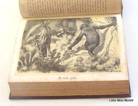 De nieuwst ontdekkingen aan die westkust van afrika book hermann wagner 1866
