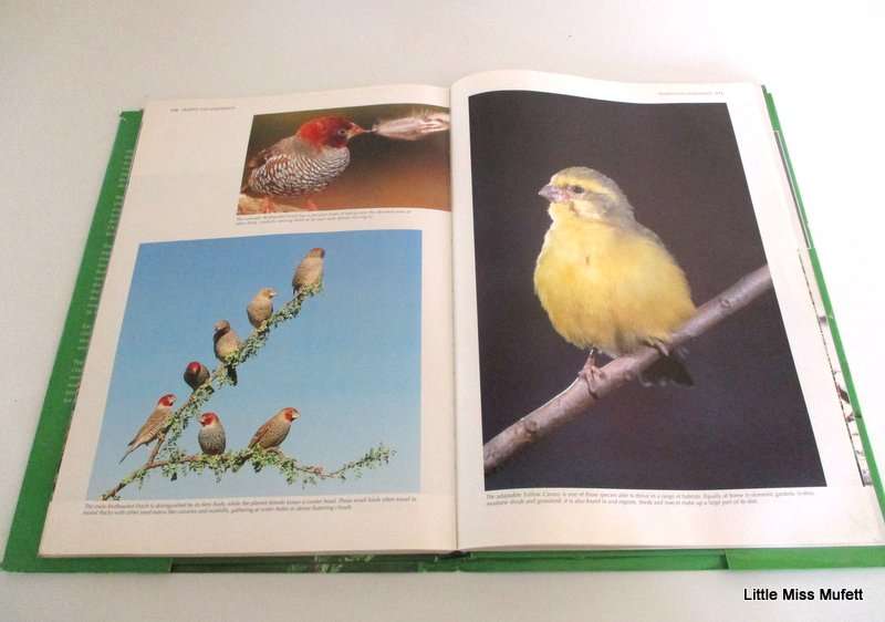SPECTACULAR WORLD OF SOUTH AFRICAN BIRDS