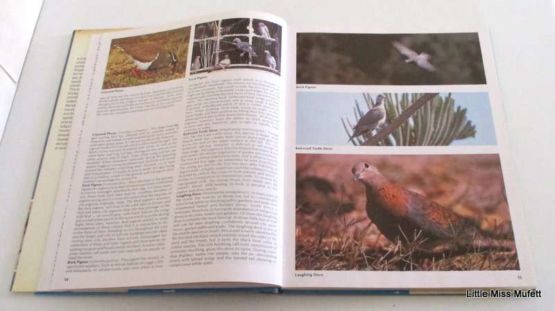 EVERONE'S GUIDE TO SOUTH AFRICAN BIRDS