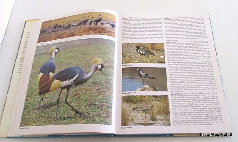 EVERONE'S GUIDE TO SOUTH AFRICAN BIRDS