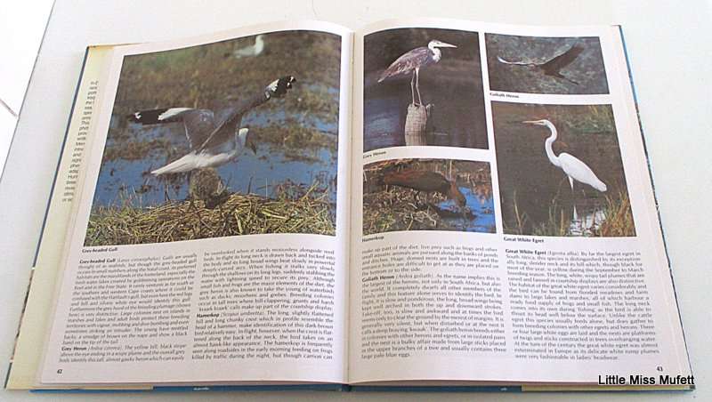 EVERONE'S GUIDE TO SOUTH AFRICAN BIRDS