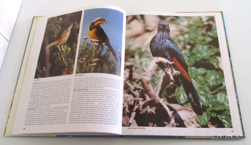 EVERONE'S GUIDE TO SOUTH AFRICAN BIRDS