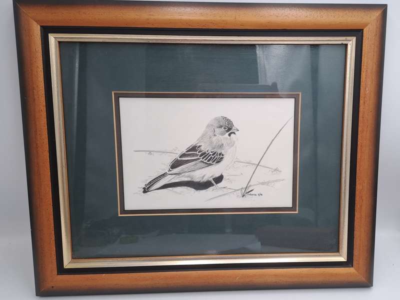 Drawing of a Scalyfeatherd Finch by Artist Catherine- Framed 38cm x 31,5cm x 2cm