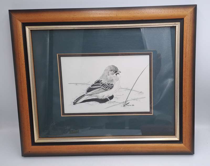 Drawing of a Scalyfeatherd Finch by Artist Catherine- Framed 38cm x 31,5cm x 2cm