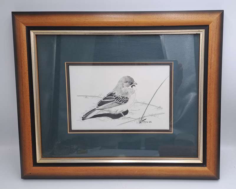 Drawing of a Scalyfeatherd Finch by Artist Catherine- Framed 38cm x 31,5cm x 2cm