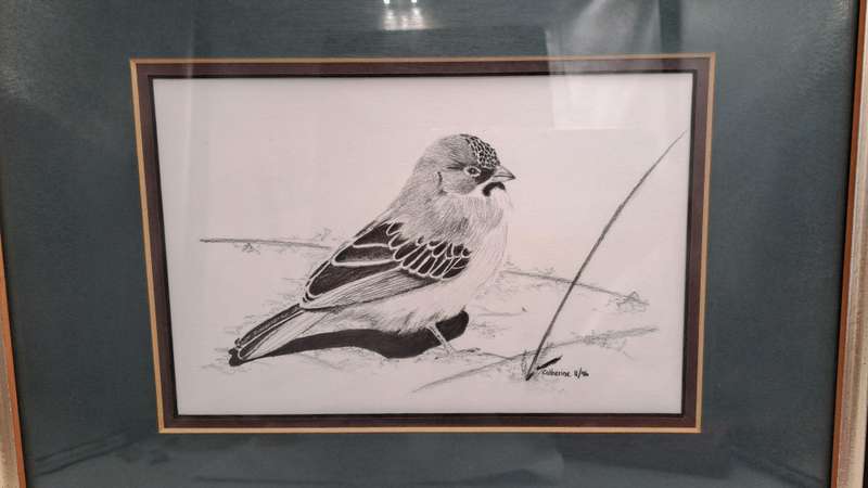 Drawing of a Scalyfeatherd Finch by Artist Catherine- Framed 38cm x 31,5cm x 2cm