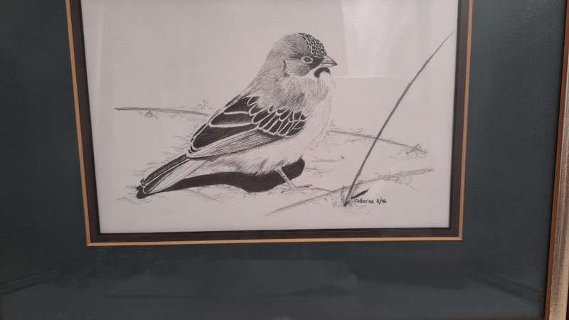 Drawing of a Scalyfeatherd Finch by Artist Catherine- Framed 38cm x 31,5cm x 2cm