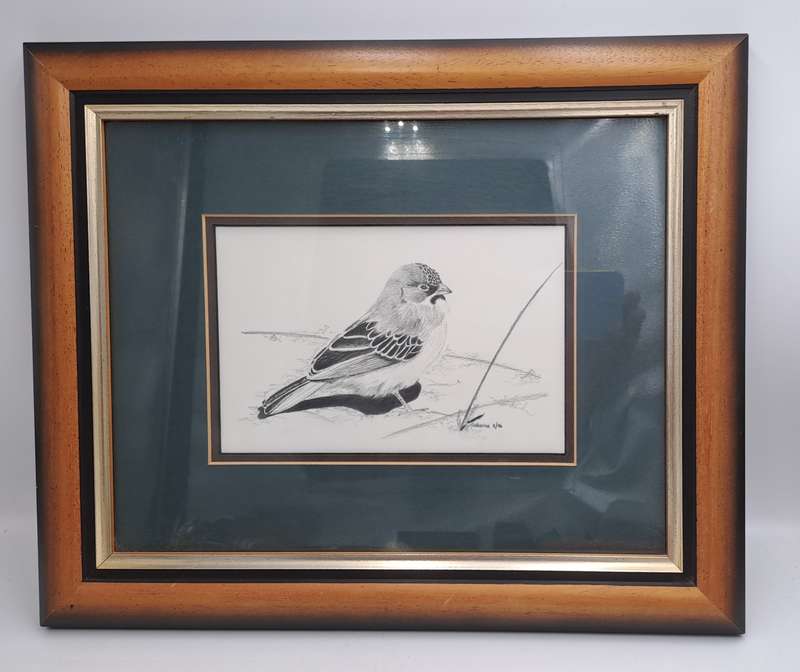 Drawing of a Scalyfeatherd Finch by Artist Catherine- Framed 38cm x 31,5cm x 2cm