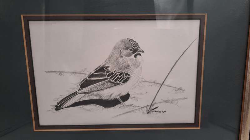 Drawing of a Scalyfeatherd Finch by Artist Catherine- Framed 38cm x 31,5cm x 2cm