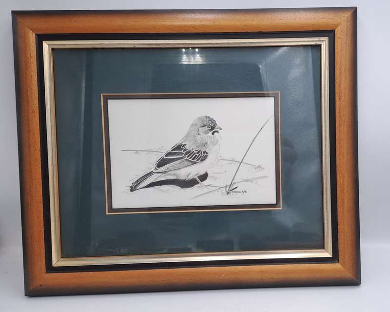Drawing of a Scalyfeatherd Finch by Artist Catherine- Framed 38cm x 31,5cm x 2cm