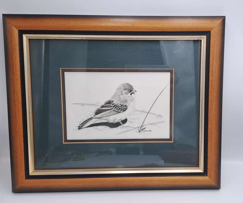 Drawing of a Scalyfeatherd Finch by Artist Catherine- Framed 38cm x 31,5cm x 2cm