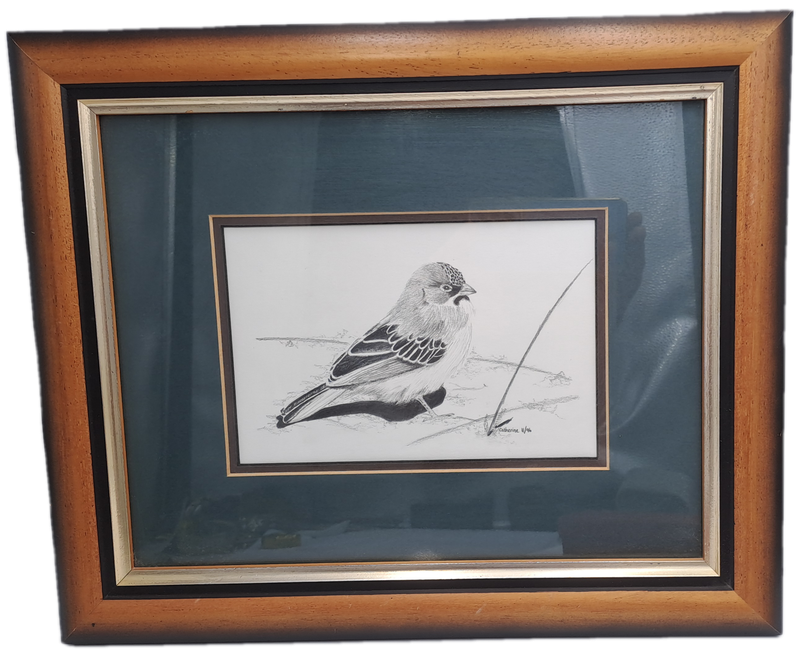 Drawing of a Scalyfeatherd Finch by Artist Catherine- Framed 38cm x 31,5cm x 2cm