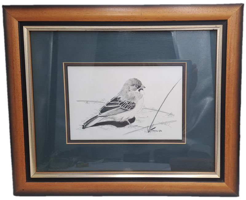 Drawing of a Scalyfeatherd Finch by Artist Catherine- Framed 38cm x 31,5cm x 2cm